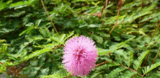 Mimosa pudica o mimosa sensibile