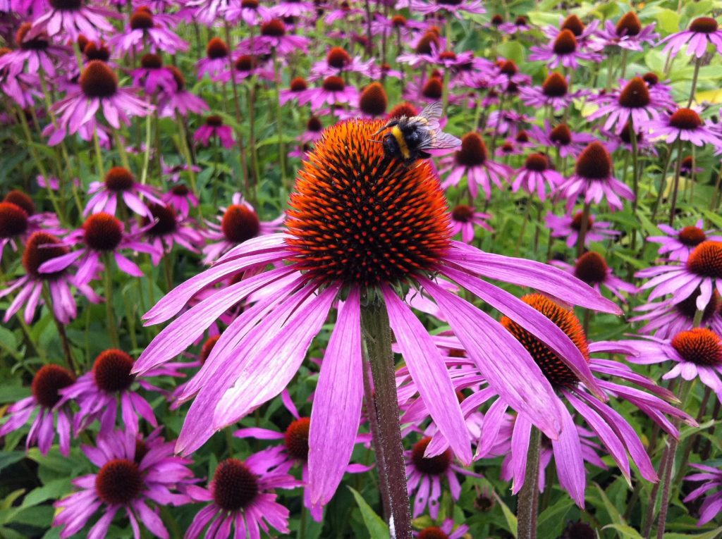 campo di Echinacea