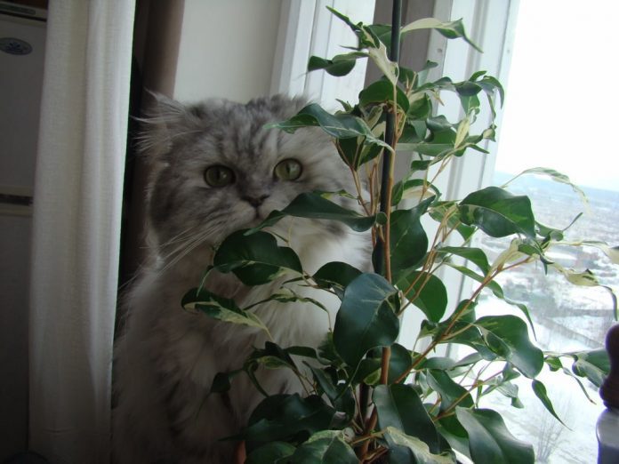 Ficus Benjamina varietà e coltivazione