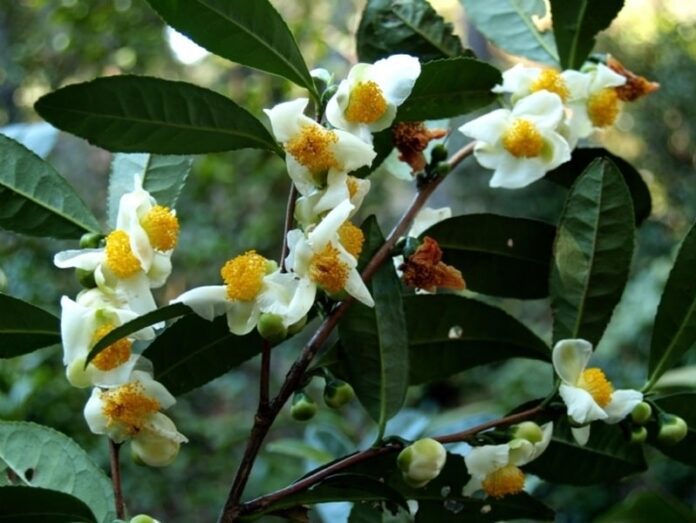 Camellia sinensis: la pianta del Tè