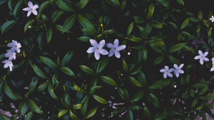 Gelsomino bianco o comune "jasminum officinale"