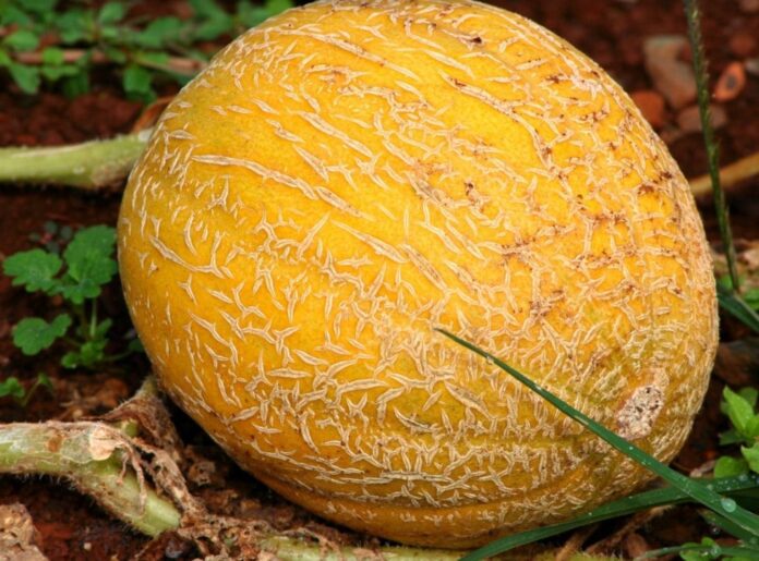 Il melone "Cucumis melo" descrizione ed uso