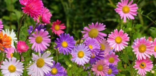 aster margherite colorate