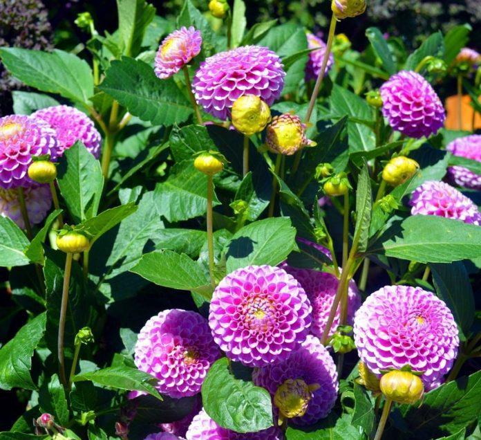 Dalia pompon “Dahlia hybrid”