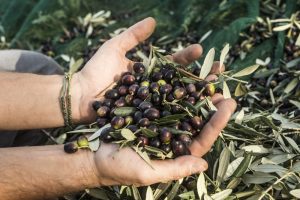 Dicembre Cosa Piantare E Raccogliere Nel Giardino Nel Frutteto Nell