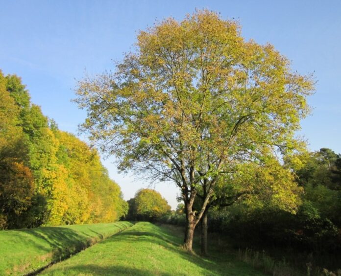 Frassino o Fraxinus excelsior "piante officinali e mediche"