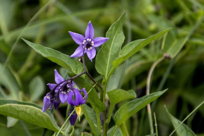 Dulcamara o Solanum dulcamara piante fitoterapiche "cellulite ecchimosi"