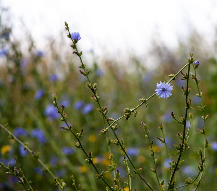 Cicoria o Cichorium intybus piante fitoterapiche