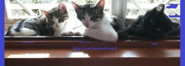 gattini cuccioli gatto-