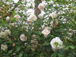 Rose: i fiori per tutte le occasioni