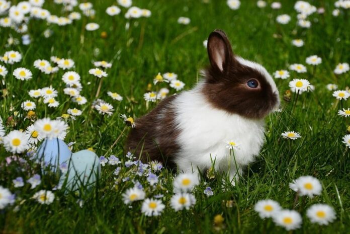 Come scegliere un coniglio nano: prezzi e razze