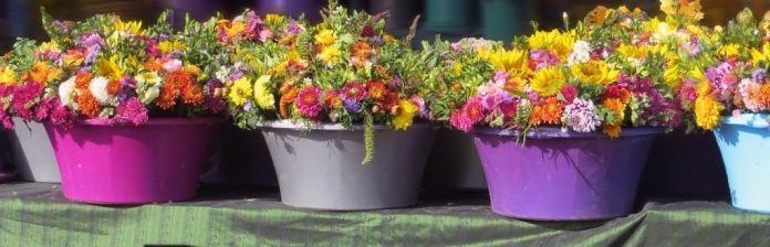 Settembre 10 consigli per le piante ed i fiori in casa, balcone e terrazzo