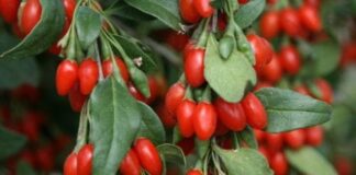 Bacche di goji: benefici e proprietà