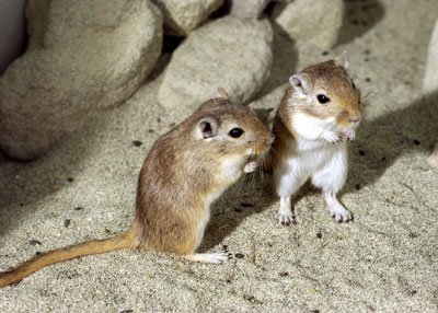 Coppia di gerbilli o criceti