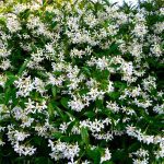 Trachelospermum jasminoides