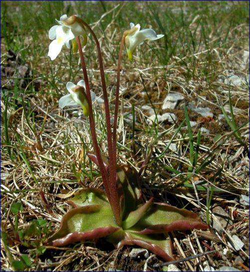 pinguicola alpina