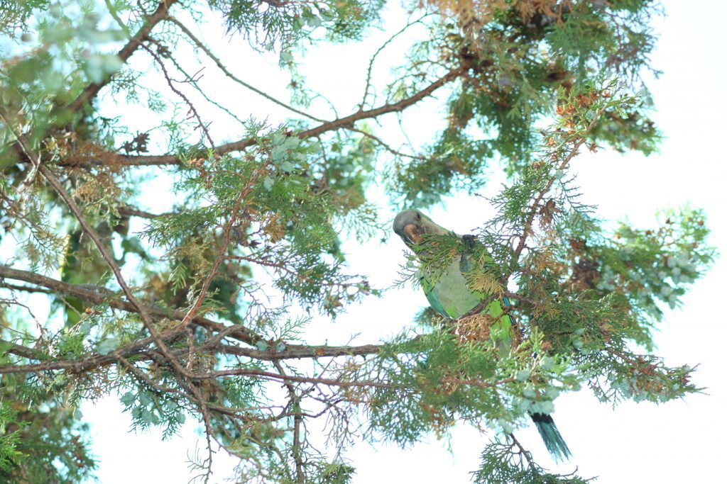 parrocchetto dal collare pappagallo verde