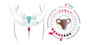 Il ciclo senza utero non si può avere: i dubbi delle donne