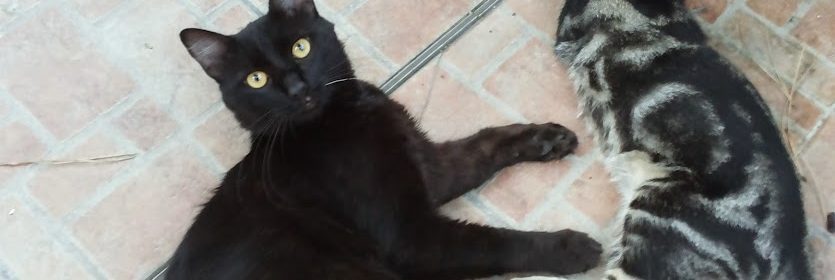 atto morso da altro gatto: cosa fare