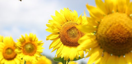 Sognare un girasole, girasoli, semi di girasole: significato, simboli, numeri