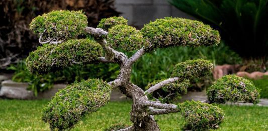 bonsai giardino
