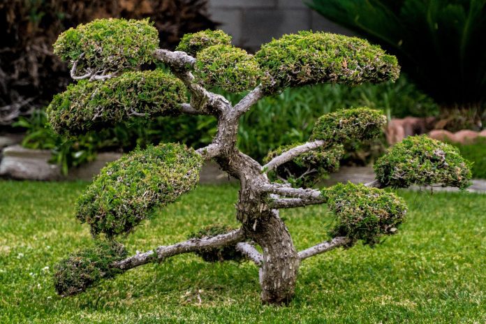 bonsai giardino