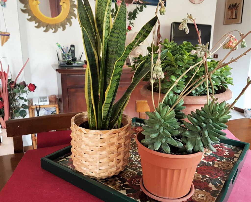 15 piante grasse decorative che vivono bene in casa