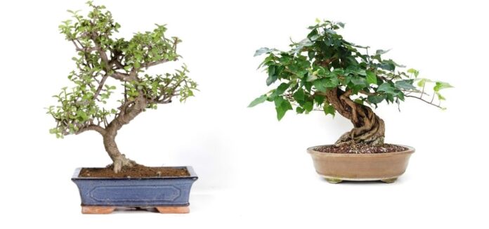 bonsai crassula e bonsai edera