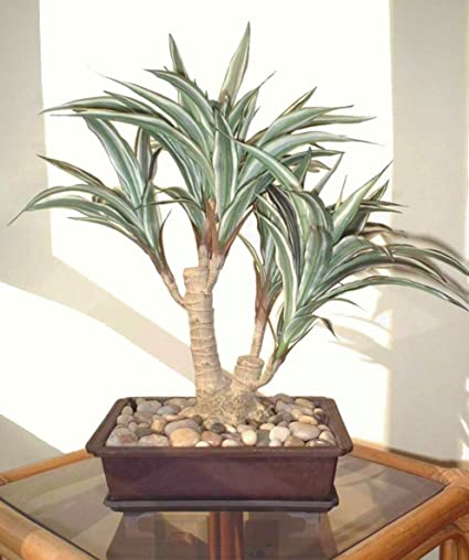 bonsai dracena