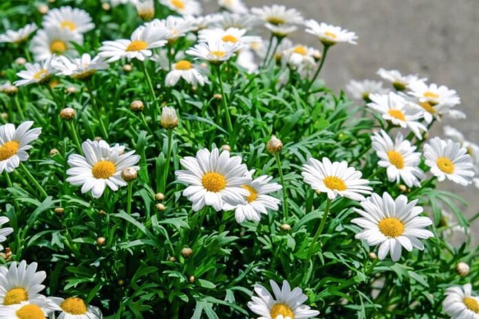 Fiori di Aprile quali fioriscono e quali piantare