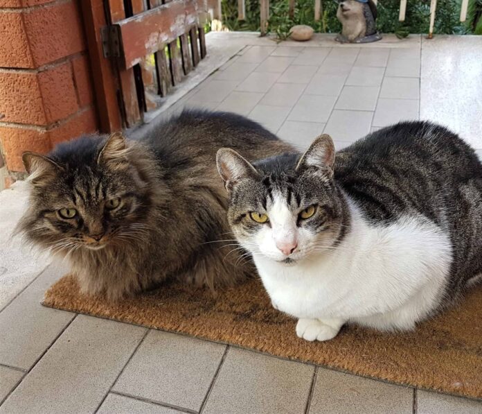 Gatto in arrivo in casa: preparagli un rifugio