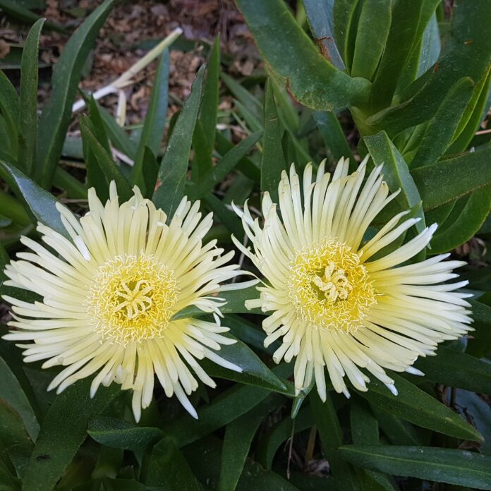 Carpobrotus edulis gialla