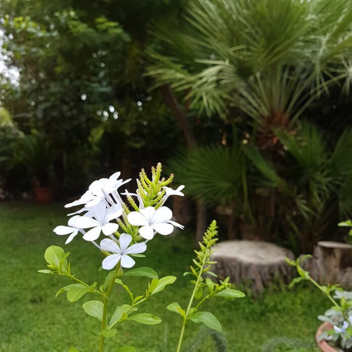 Settembre e Ottobre curare il giardino ed il verde