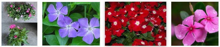 Fiori autunnali facili: Pervinca