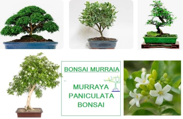 Murraia bonsai o bonsai della seta murraya paniculata
