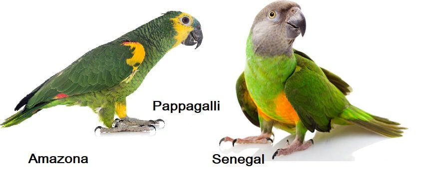 Pappagallo Amazona e Pappagallo del Senegal