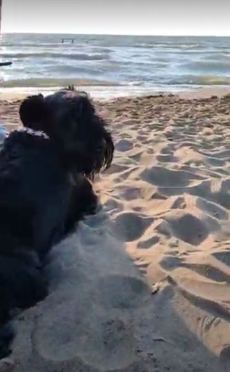 Cane al mare e pericoli