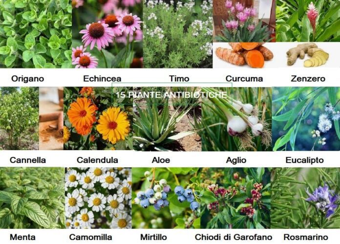 15 piante antibiotiche naturali