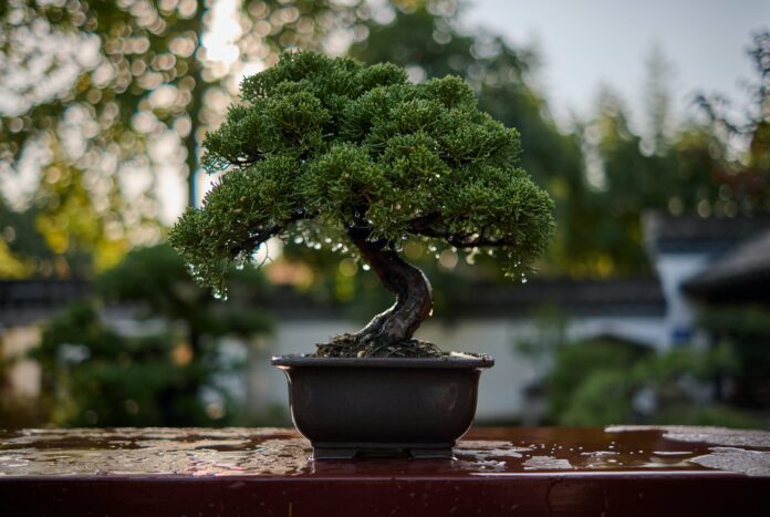 Legature bonsai come fare, tecniche e consigli