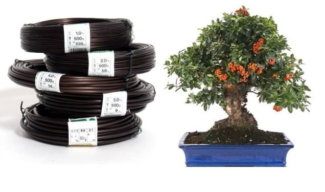 Quale filo metallico applicare per legare i bonsai?