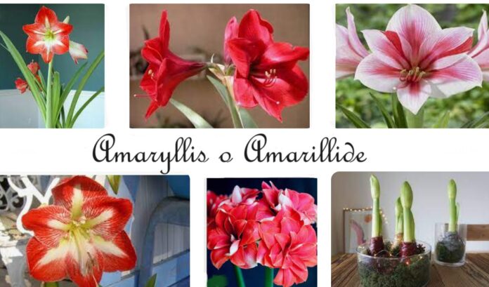 Amaryllis o Amarillide dai fiori grandi colorati, coltivazione e leggenda