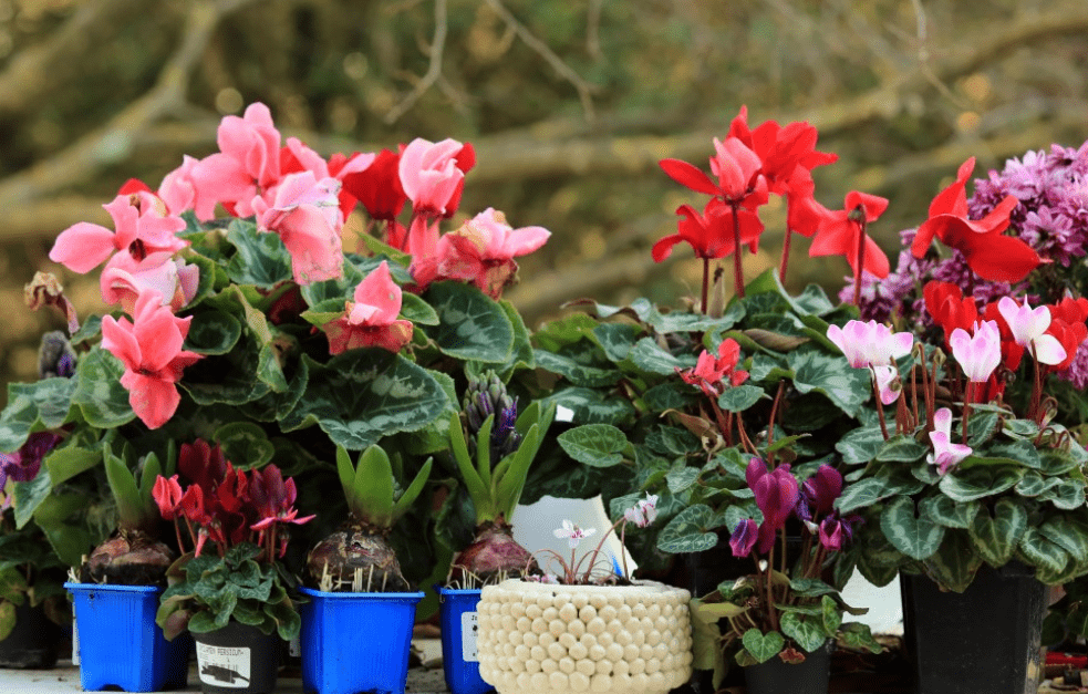 Ciclamini in vaso su tavolo - casa e giardino - composizioni floreali