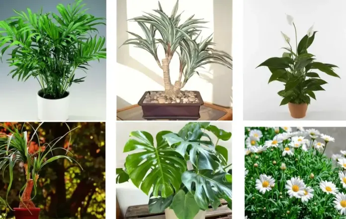 Con quali piante iniziare? 10 piante facili per tutti