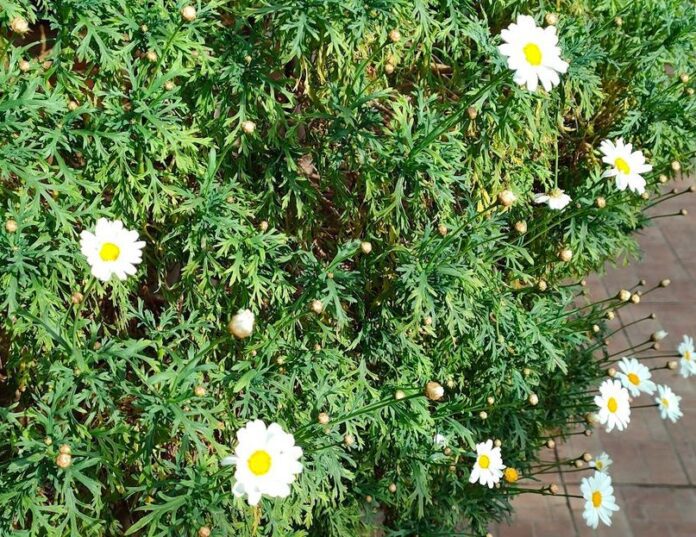 Margherita significato del fiore e leggende sulle margherite