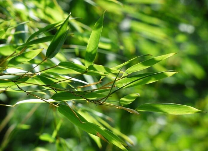 Bambù Fargesia per siepi non infestante e decorativo