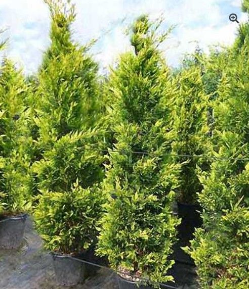 Cupressocyparis leylandii Castlewellan gold