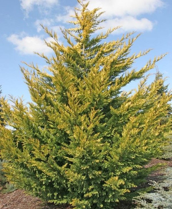 Cupressocyparis leylandii gold river