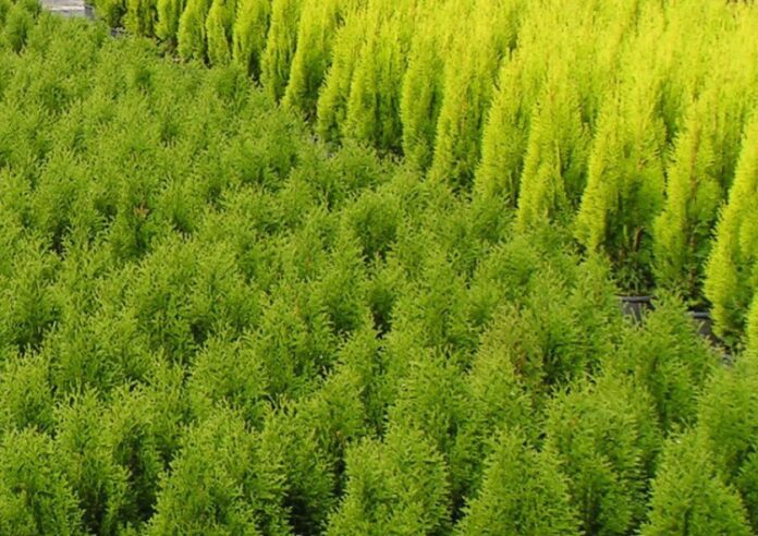 Differenze tra conifere Thuja Smaragd e Thuja Occidentalis e Cupressocyparis leylandii 4 varietà