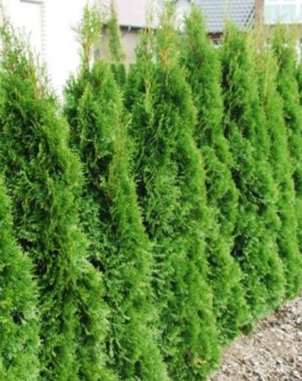 Thuja Smaragd