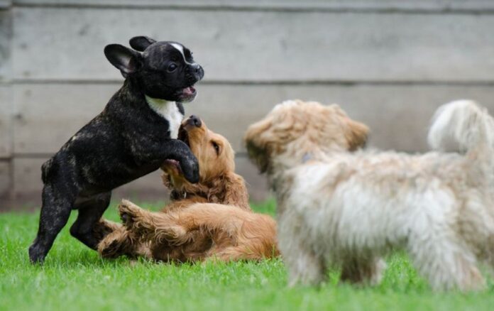 Sognare un branco di cani buoni significato e numeri